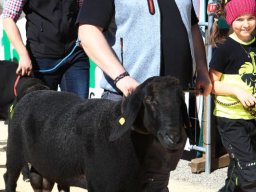 2019_ausstellung polling_378